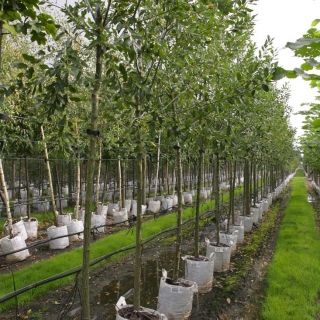 Salix daphnoides in a row on Barcham Trees nursery