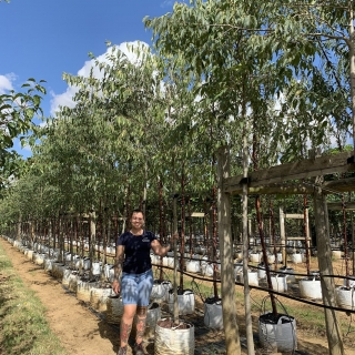 Celtis Australis