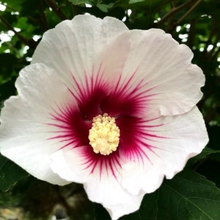 The unusal white flower of Hibiscus Resi