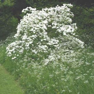 Cornus Eddie’s White Wonder