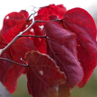 The bright red leaf  Cercis canadensis Forest Pansy