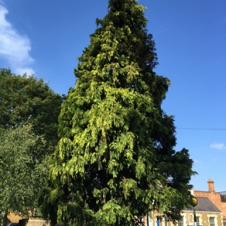 Mature Chamaecyparis Lawsoniana Stardust