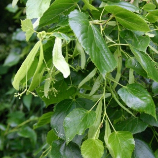 Tilia x euchlora foliage