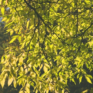 euodia hupehensis foliage