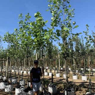 Liriodendron tulipifera