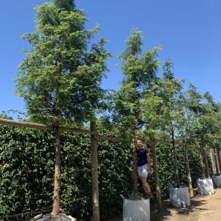 Metasequoia glyptostroboides