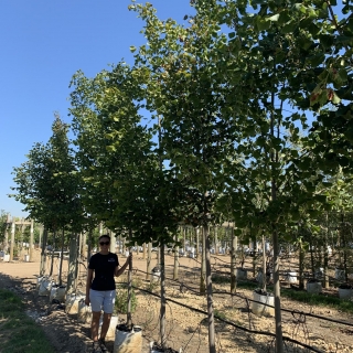 Tilia platyphyllos Rubra