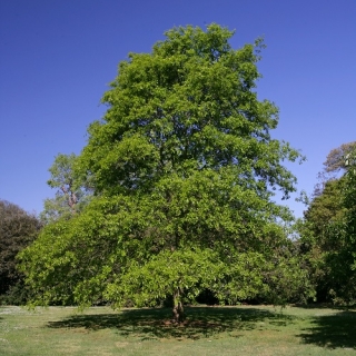 mature specimen of Quercus Imbricaria