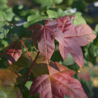 Liquidambar styraciflua Acalycina foliage