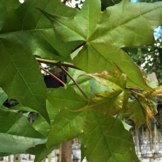 foliage of Acer platanoides Pacific Sunset