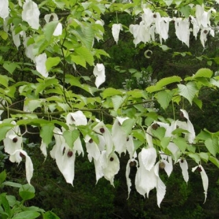 Davidia involucrata flowers