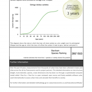 Ginkgo biloba Golden Globe