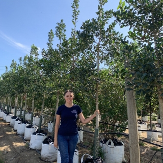 Ilex aquifolium Nellie Stevens