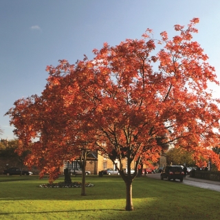 Mature Sorbus aucuparia in autumn foliage