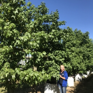 Liquidambar styraciflua multi-stem