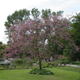 Mature Cercis siliquastrum