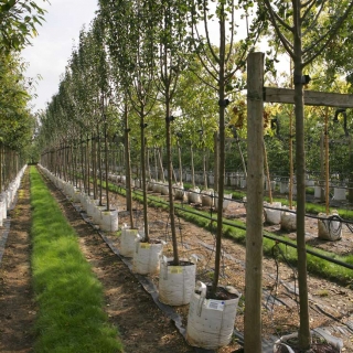 Pyrus communis Beech Hill at barcham trees