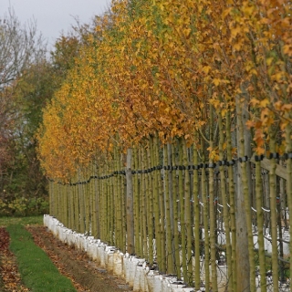 Acer campestre Queen Elizabeth in autumn colour