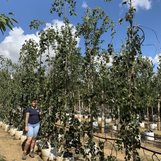 Fagus sylvatica Pendula