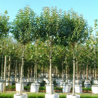 Ligustrum japonicum