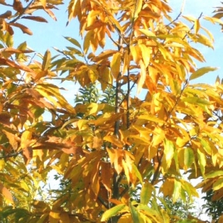 Castanea sativa autumn colour