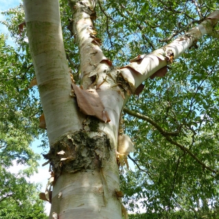 The pinkish, flaky bark of Betula albosinensis Fascination