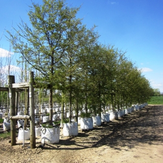 semi mature Nothofagus antarctica