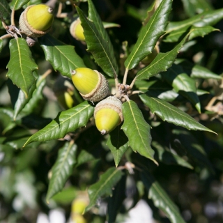 The acorn produce by Quercus ilex