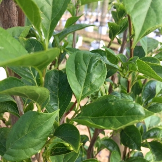 the foliage of Styrax japonicus  june snow