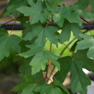 the leaves of Acer campestre in detail