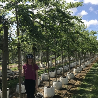 Celtis occidentalis at Barcham Trees