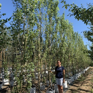 Populus nigra Italica