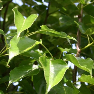 the glossy green foliage of pyrus