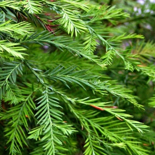 foliage of Sequoia sempervirens in detail