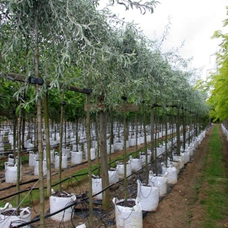 Pyrus salicifolia Pendula in summer months