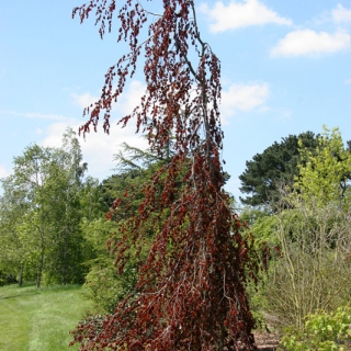 mature Fagus sylvatica Black Swan