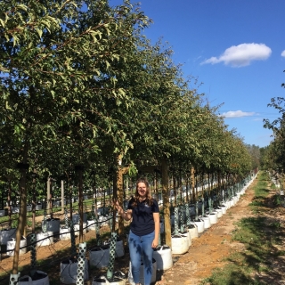 Malus toringo Brouwers Beauty at barcham trees