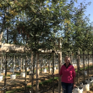 Sorbus aucuparia Joseph Rock to scale