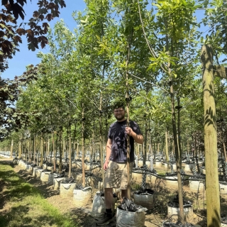 Fraxinus pennsylvanica Summit