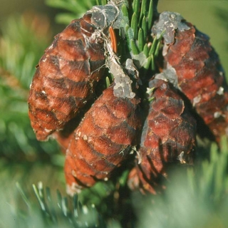 the cones of Picea omorika