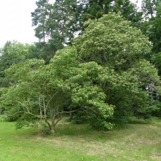 Mature  Clerodendrum trichotomum at Westonbirt arboretum