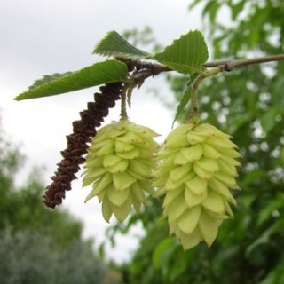 catkin and flower of Ostrya carpinifolia