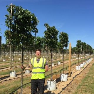 Pyrus calleryana Chanticleer pleached at barcham trees