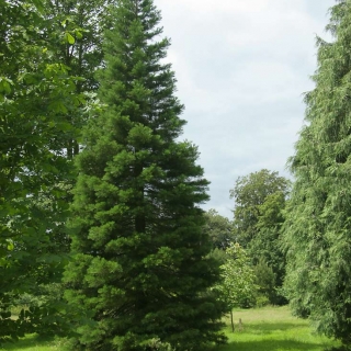 Mature Sequoiadendron giganteums in a rural setting