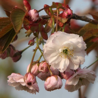 The flower of Prunus Shirofugen in detail