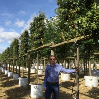 Quercus ilex Pleached