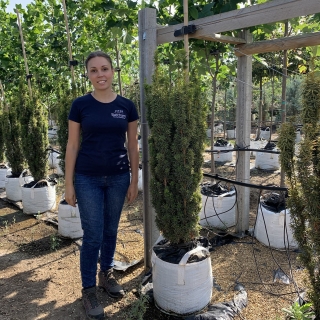 Taxus baccata Fastigiata Aureomarginata