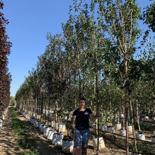 Prunus hillieri Spire