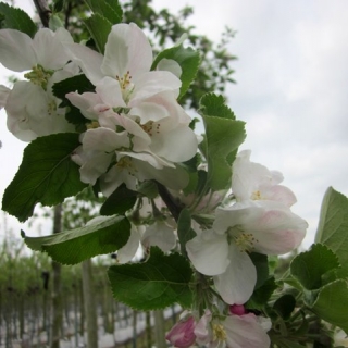 The white flower of Malus Egremont Russett