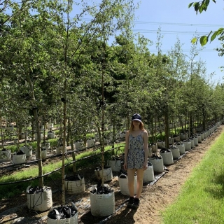 Betula pendula Dalecarlica